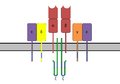 T-cell receptor complex
