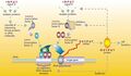Regulator gene