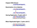 Adenine Deaminates to Guanine