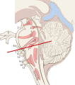 Cranial nerve nucleus