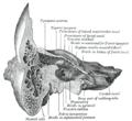 Mastoidectomy