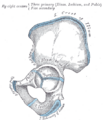 Anterior view of the hip bone