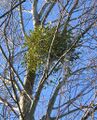 Mistletoe in White Poplar