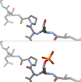 Phosphorylation of a serine residue, before and after