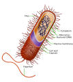 Prokaryote cell structure