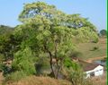 Anadenanthera colubrina branch