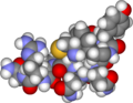 Arginine vasopressin 3D model