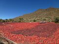 Paprika