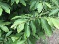 Leaves and flowers of Castanea pumila
