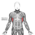 Serratus anterior muscle and its role in rib elevation