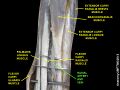 Radial artery and vein