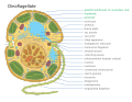 2023 Dinoflagellate