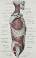 Gluteus minimus