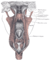 Temporal styloid process