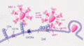 HIV attachment process
