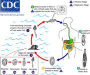 Opisthorchis Life Cycle