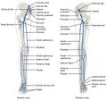 Lower limb veins, anterior and posterior view