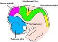 6 week embryo brain