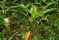 Curcuma longa (Haldi)