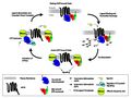 G protein-coupled receptor