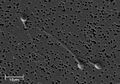 Spermatozoa human 3140x