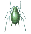 Aphid icon
