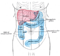 Iliac colon