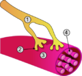 Synapse diagram