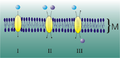 Transport Protein