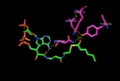 2,4 Hexadienoyl-CoA with DECR1