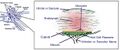Otoliths in the vestibular system
