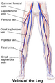 Diagram showing leg veins including the great saphenous vein