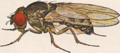 Speciation