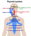 Thyroid system overview