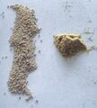 Yeast and nutrients