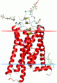 Alpha_helix
