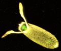 Drosophila egg