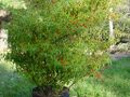 Piquin bush