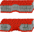 Pore schematic
