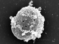 Choanozoa