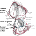 Greater and lesser sciatic notches