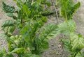 Spinach, a leafy green often used in salads and cooking.