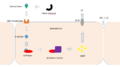 Cholera Toxin