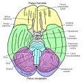 Flocculonodular lobe