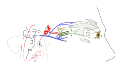 Horner's Syndrome and autonomic innervation of the eye