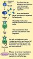 Mast cells involved in allergic reactions
