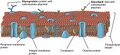Lipid bilayer with various components