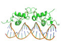 DNA-binding domain