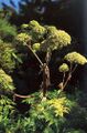 Angelica archangelica plant in a garden