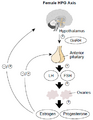 Hypothalamic–pituitary–gonadal axis in females